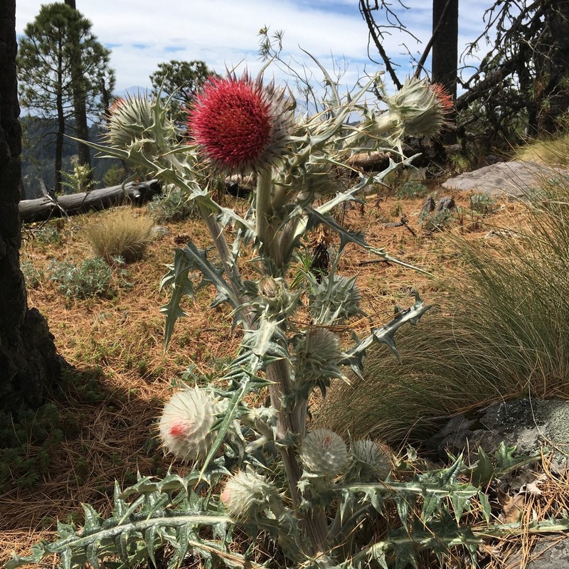 Cirsium ehrenbergii photo 6