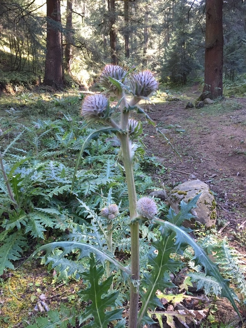 Cirsium ehrenbergii photo 7