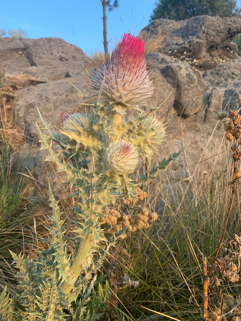 Cirsium ehrenbergii photo 8