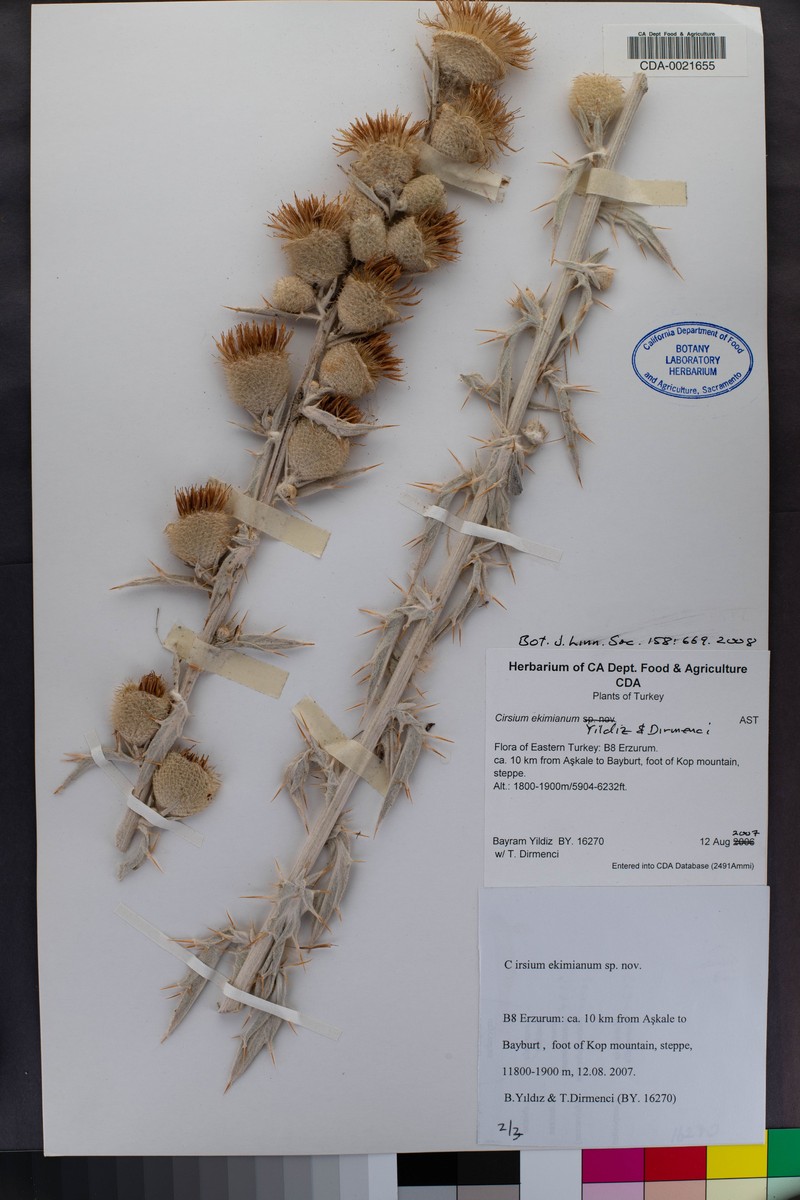 Cirsium ekimianum