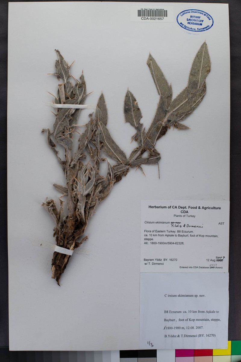 Cirsium ekimianum photo 2