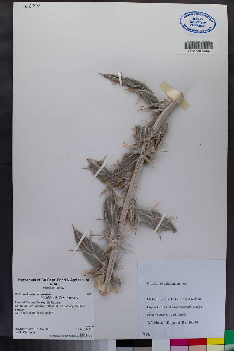 Cirsium ekimianum photo 3