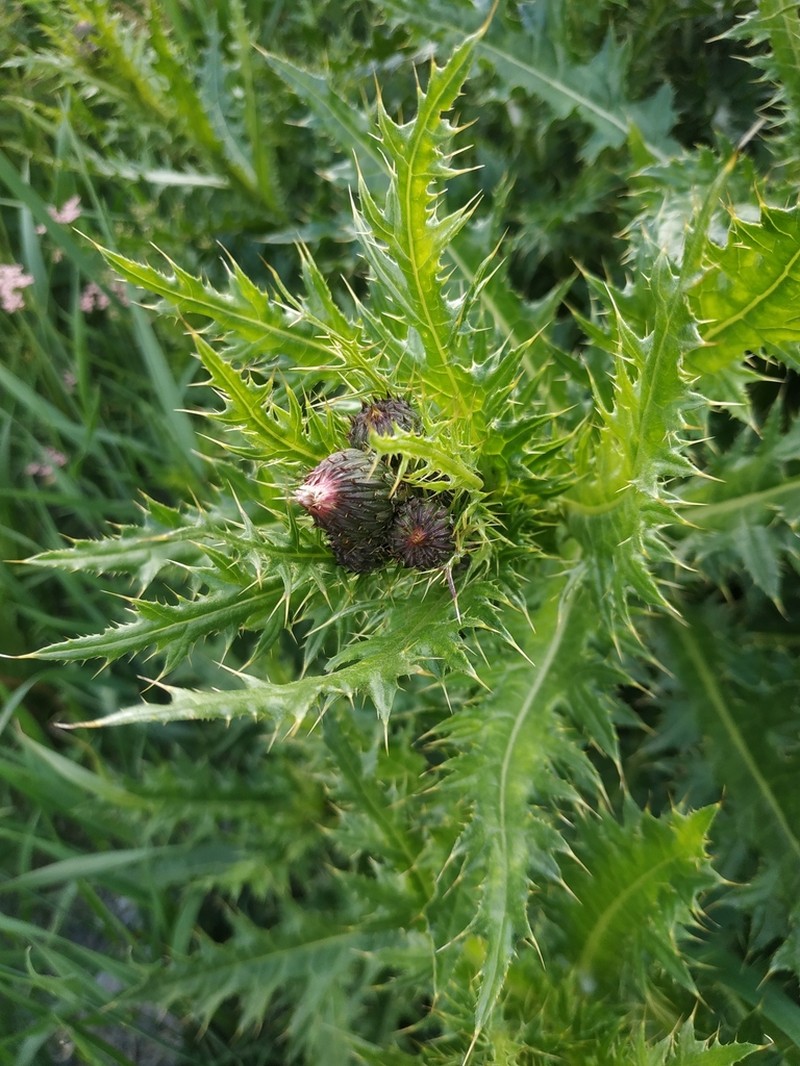 Cirsium elbrusense