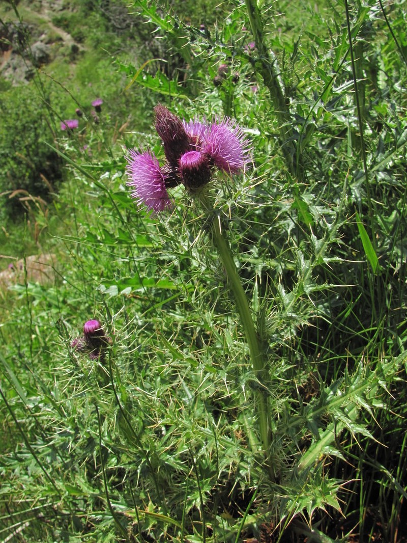 Cirsium elbrusense photo 2