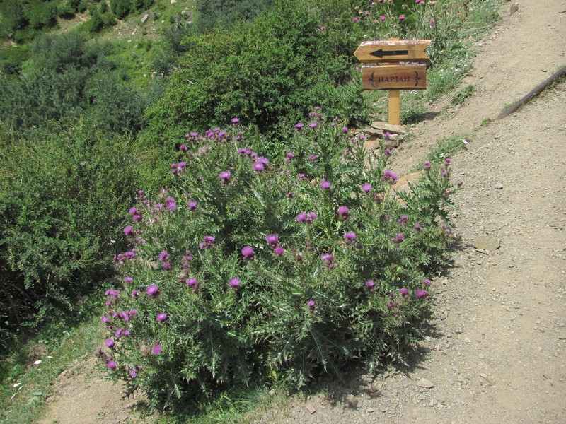 Cirsium elbrusense photo 4