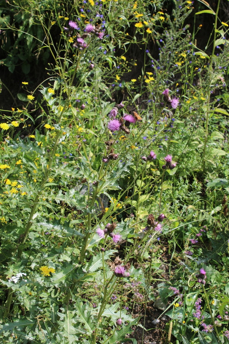 Cirsium elbrusense photo 5
