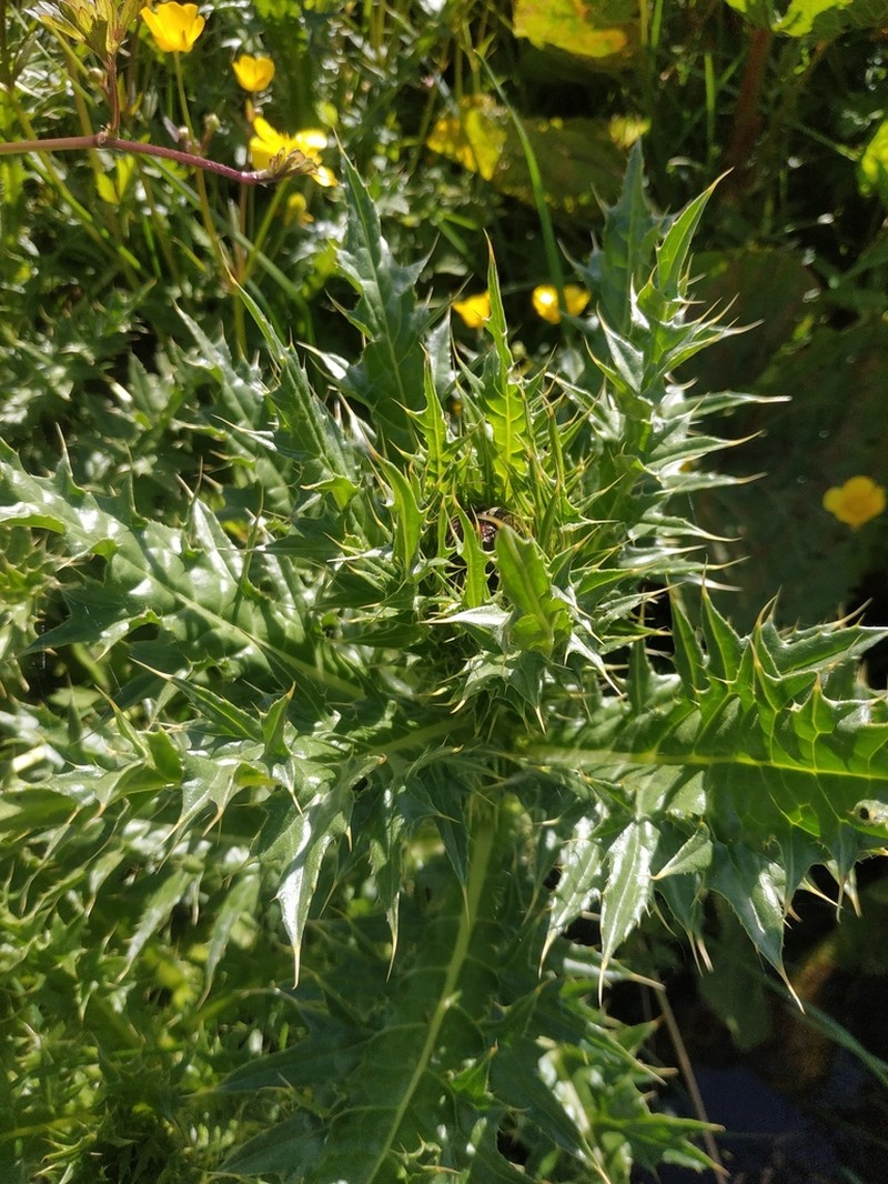 Cirsium elbrusense photo 6