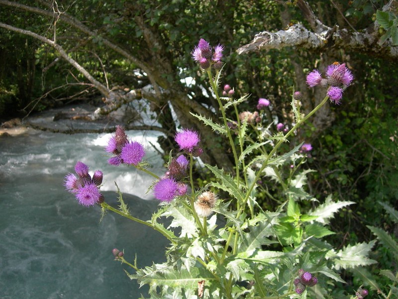 Cirsium elbrusense photo 7