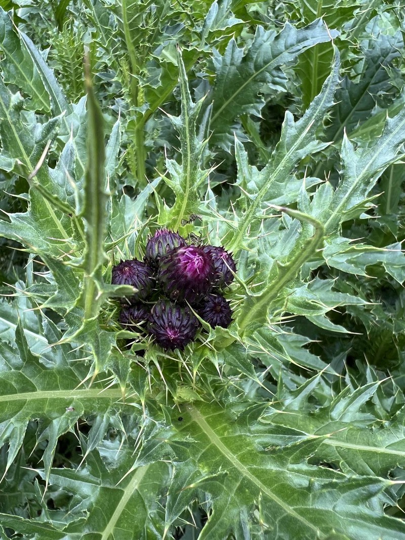 Cirsium elbrusense photo 8