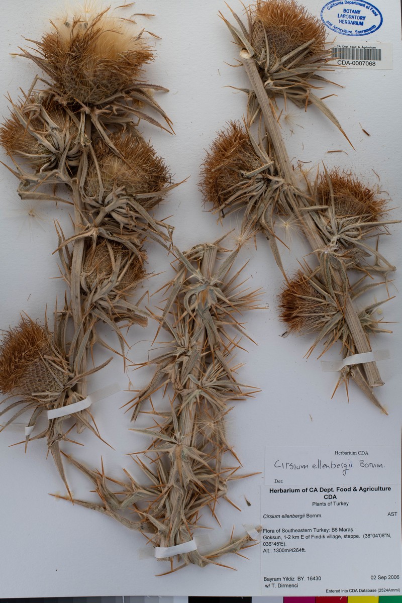 Cirsium ellenbergii