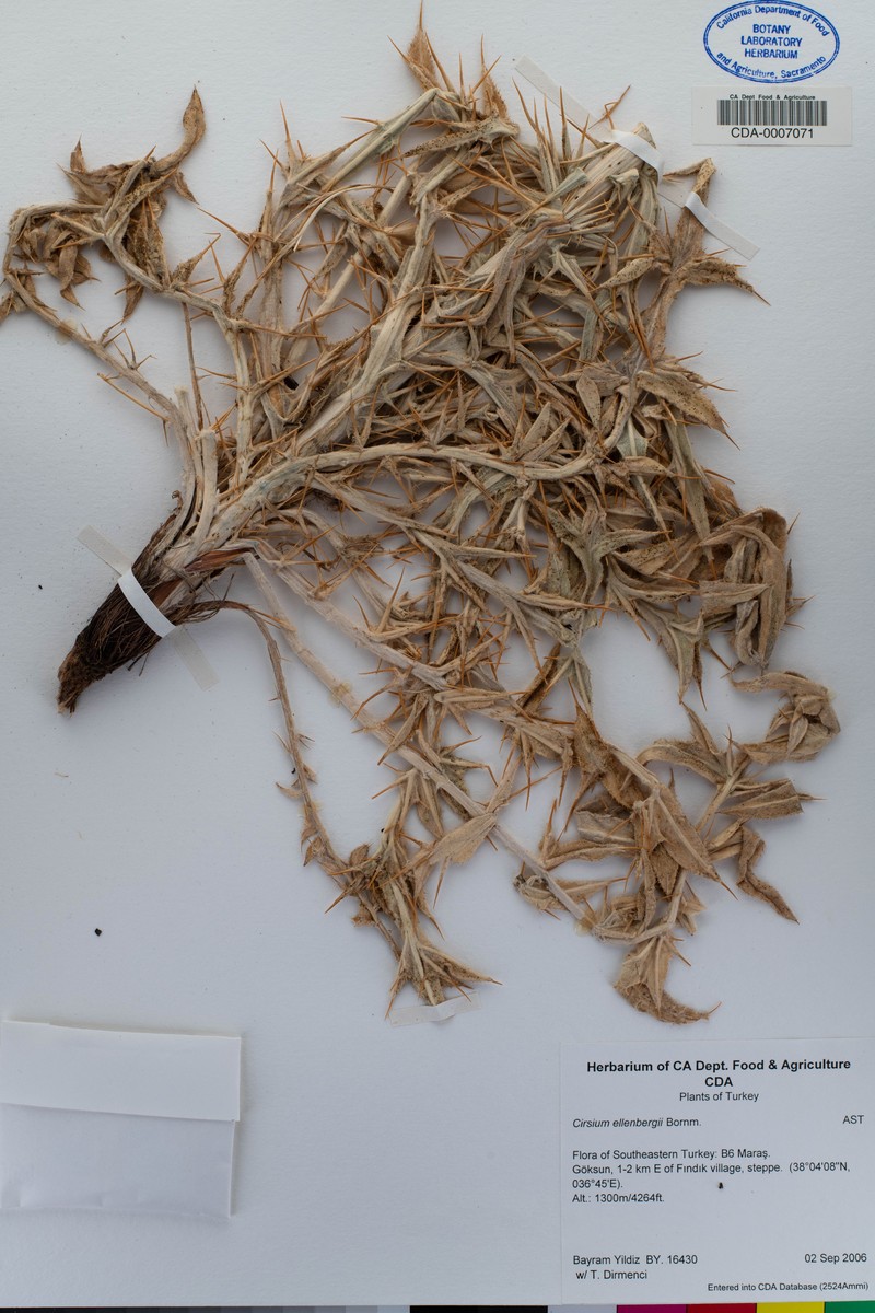 Cirsium ellenbergii photo 2