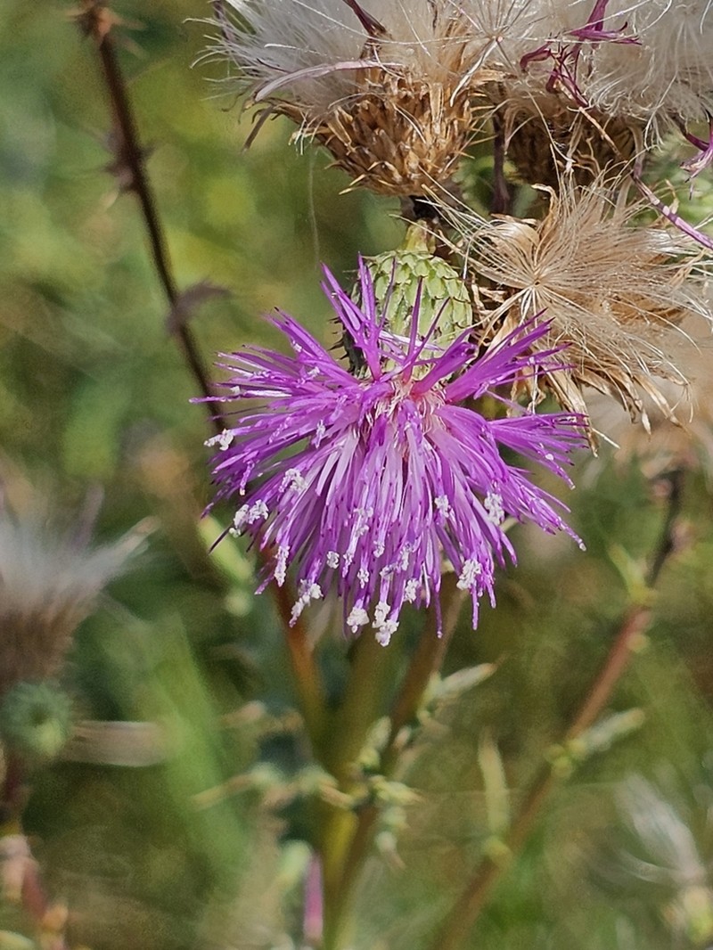 Cirsium elodes