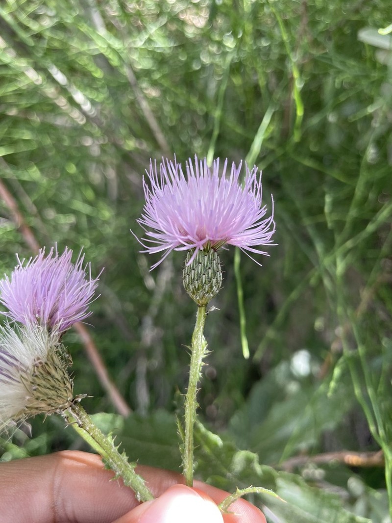 Cirsium elodes photo 2