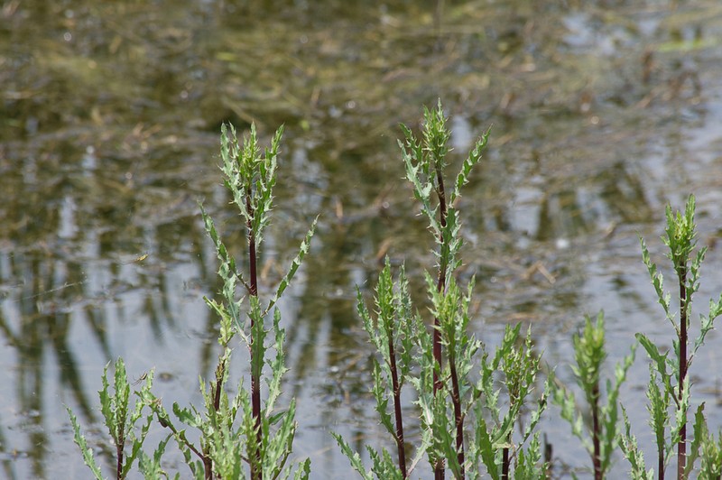 Cirsium elodes photo 3
