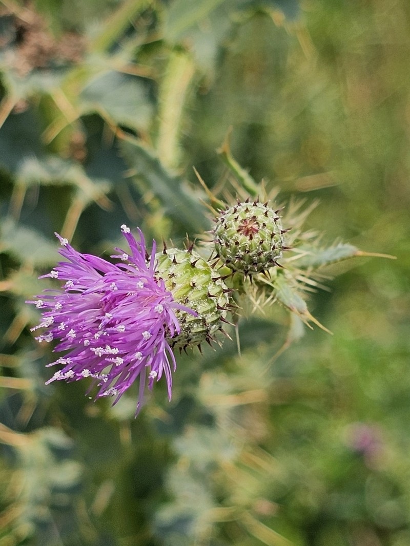 Cirsium elodes photo 4