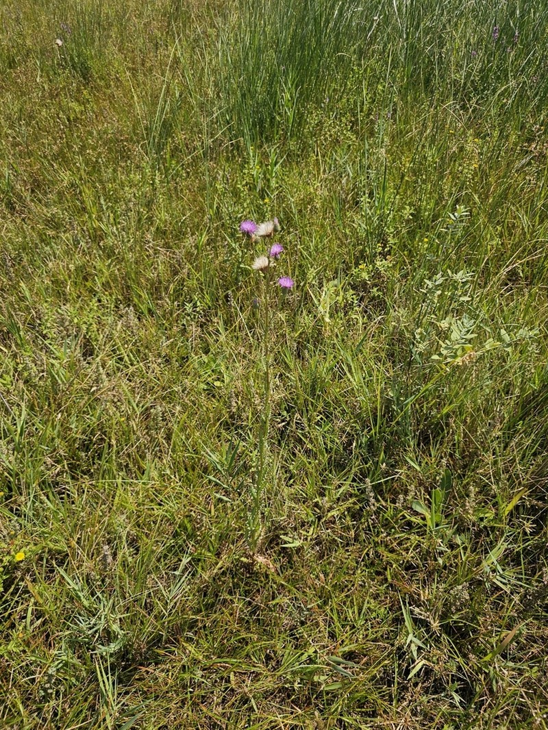 Cirsium elodes photo 5