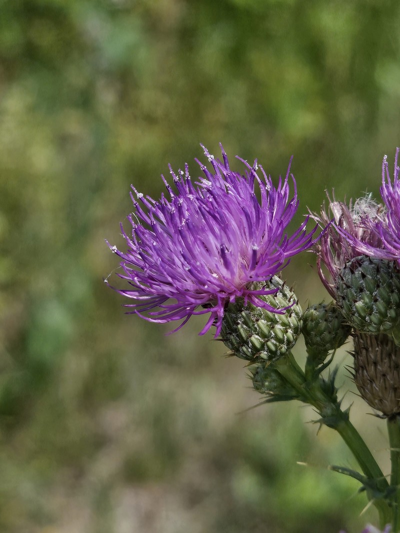 Cirsium elodes photo 8