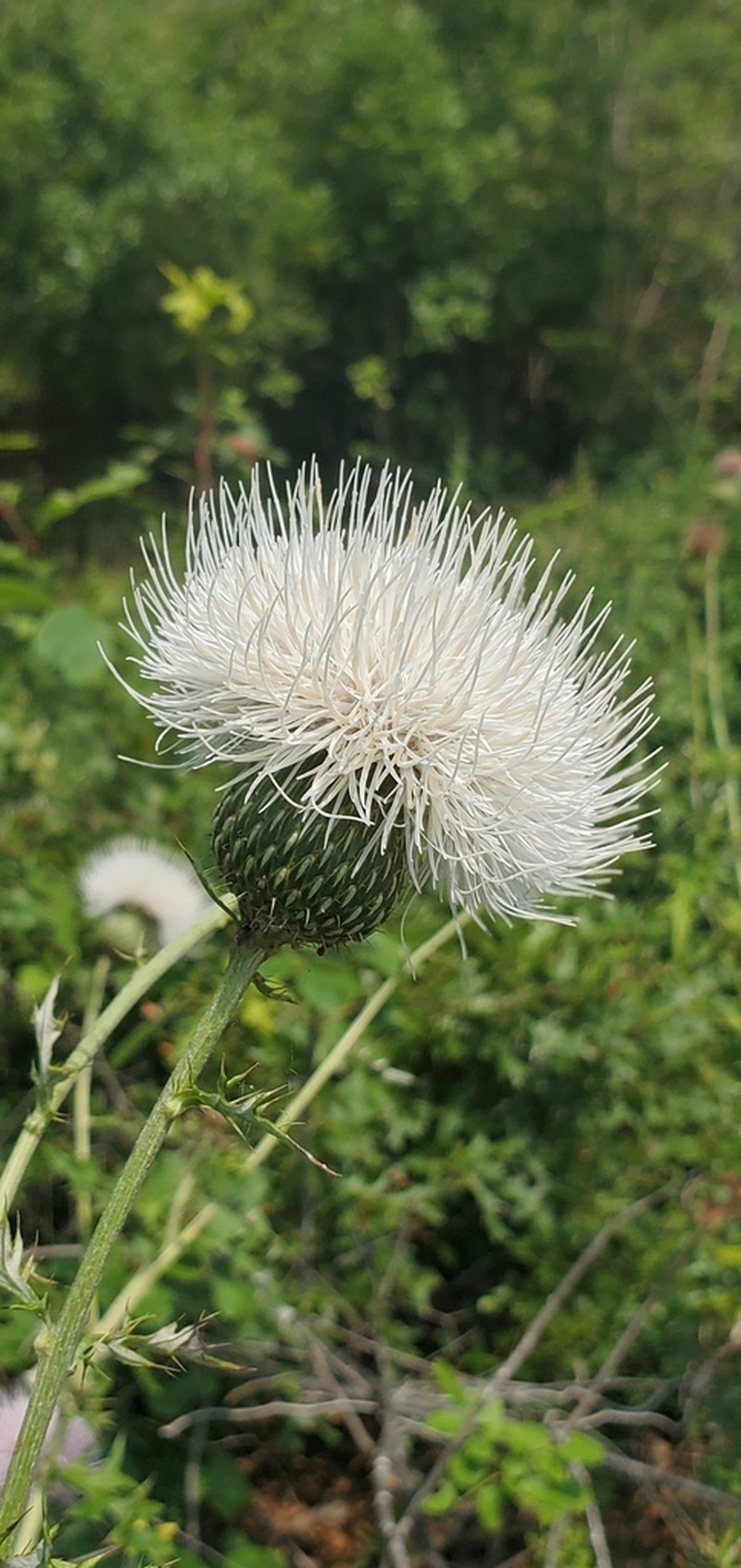 Engelmann's Thistle