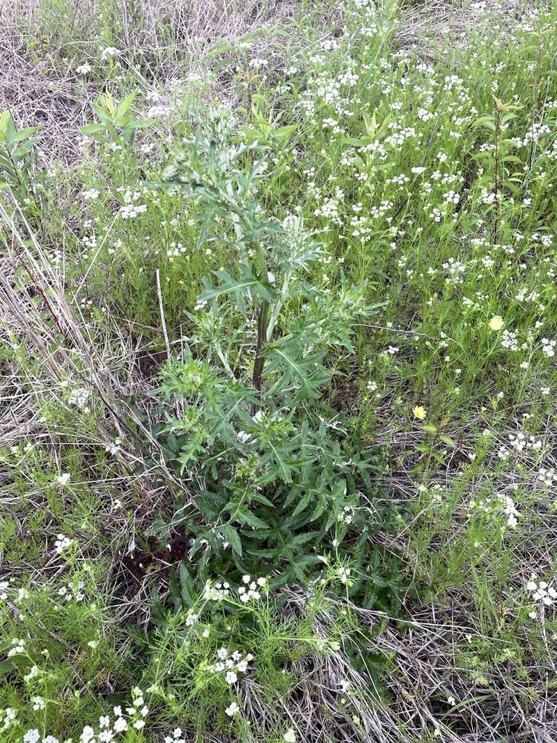 Engelmann's Thistle photo 3