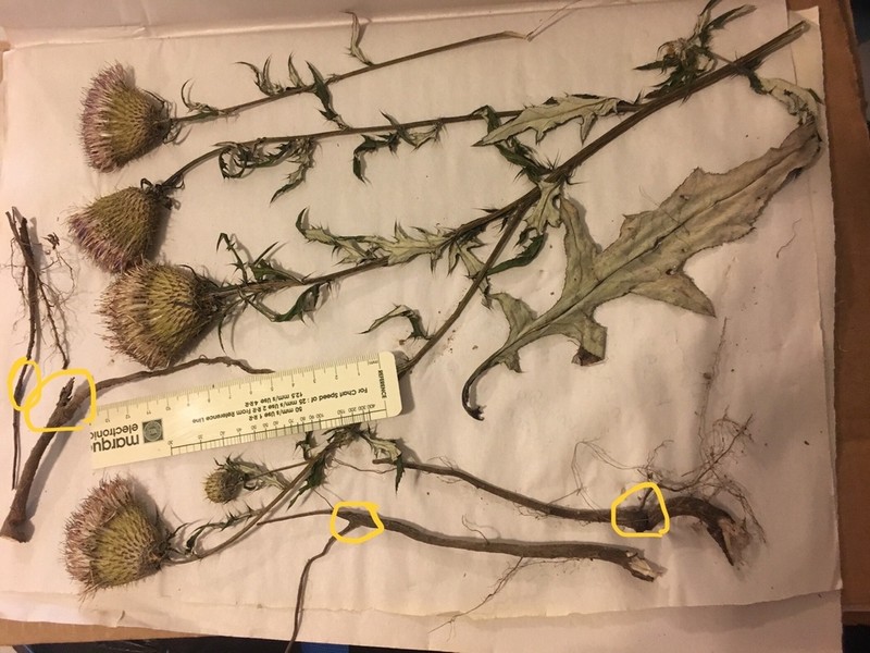 Engelmann's Thistle photo 4