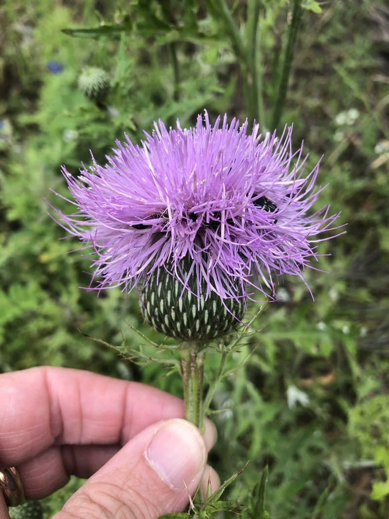 Engelmann's Thistle photo 5