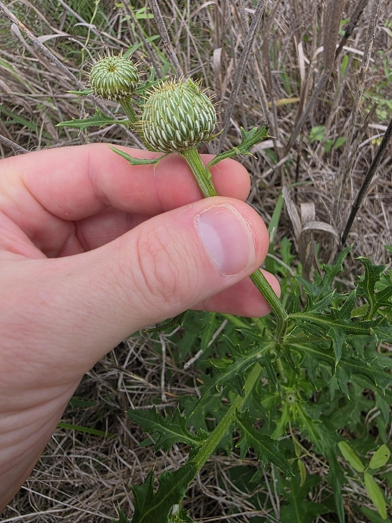 Engelmann's Thistle photo 6