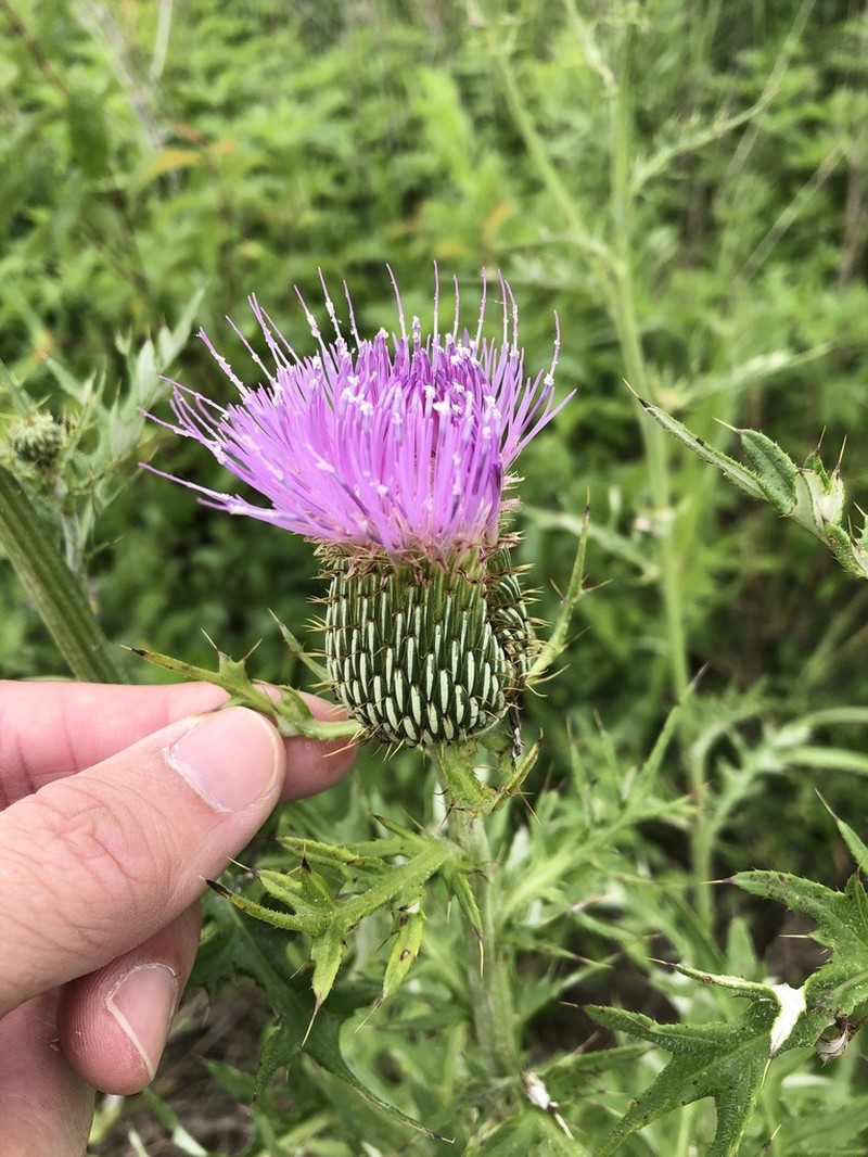Engelmann's Thistle photo 7
