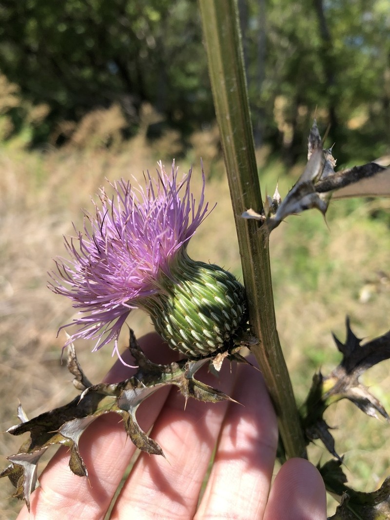 Engelmann's Thistle photo 8
