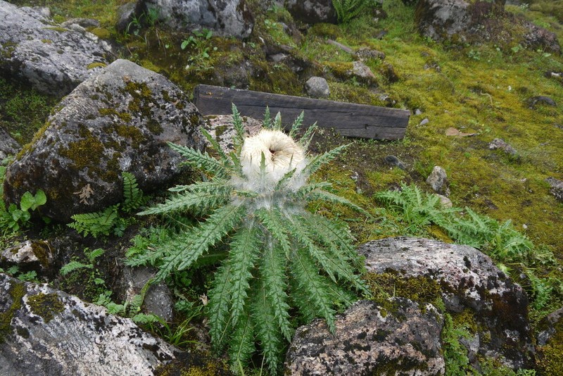 Cirsium eriophoroides