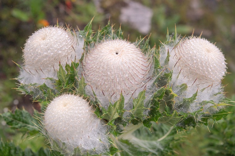 Cirsium eriophoroides photo 2