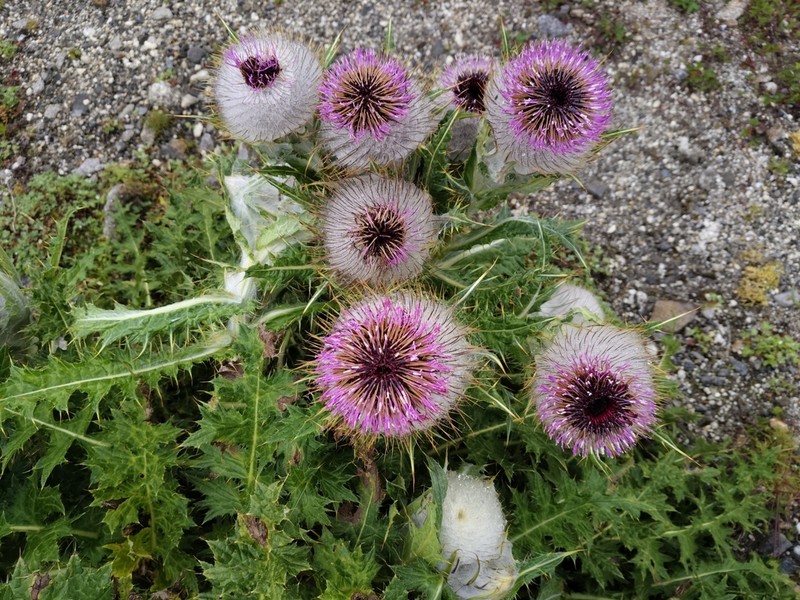 Cirsium eriophoroides photo 3