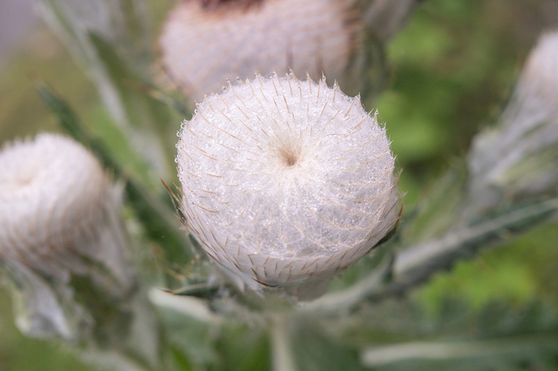 Cirsium eriophoroides photo 4