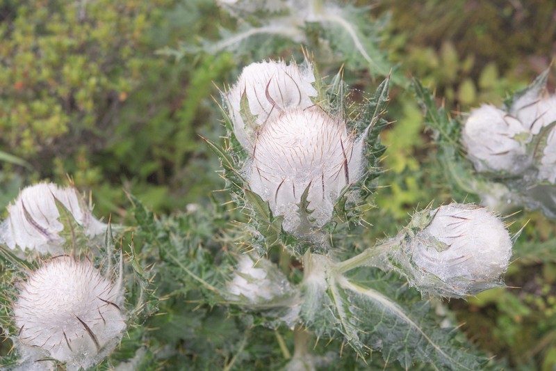 Cirsium eriophoroides photo 5
