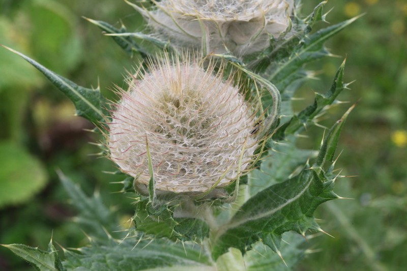 Cirsium eriophoroides photo 6