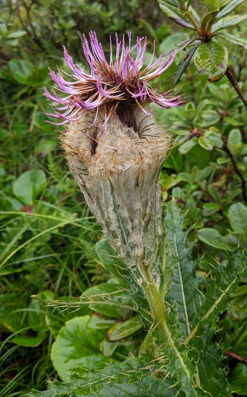 Cirsium eriophoroides photo 7