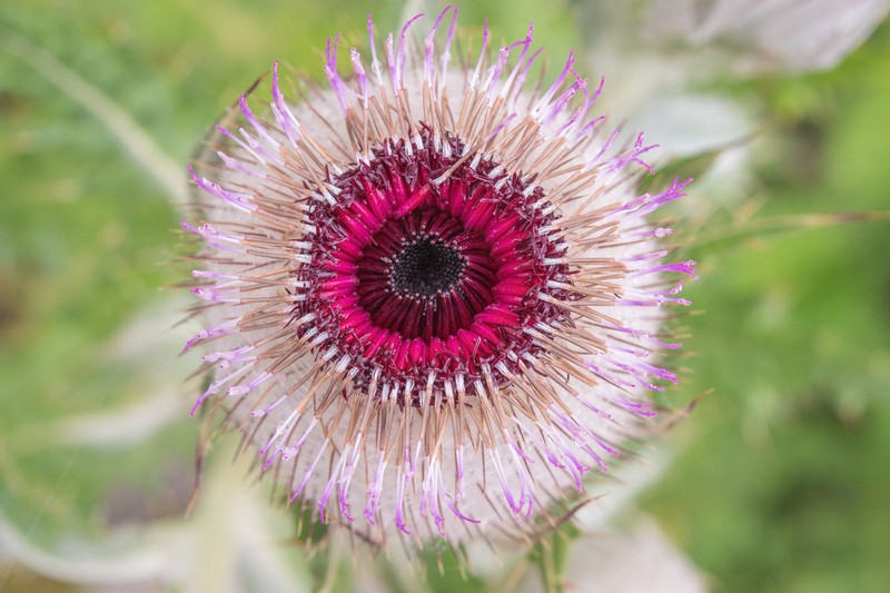 Cirsium eriophoroides photo 8
