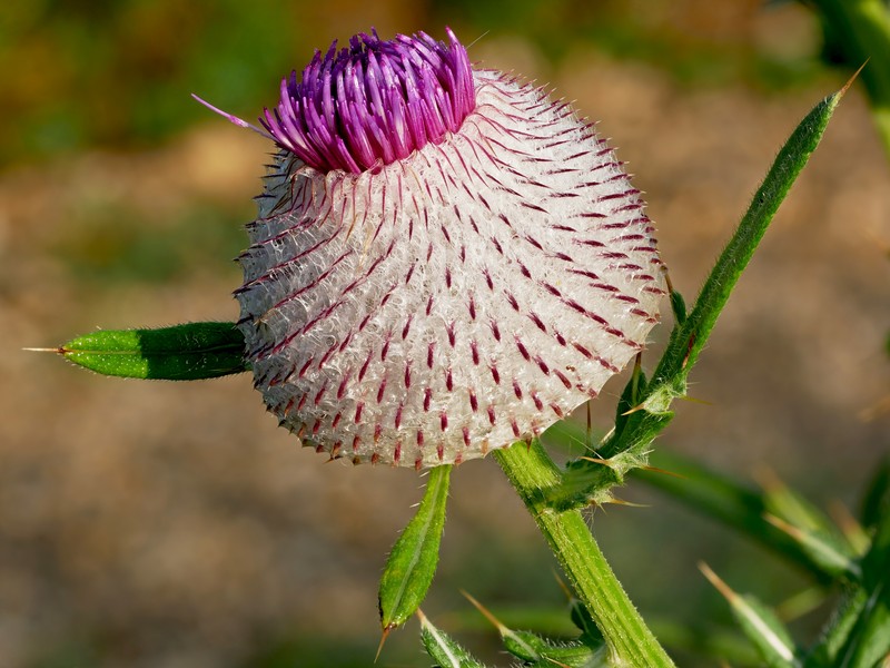 Cirsium eriophorum photo 2