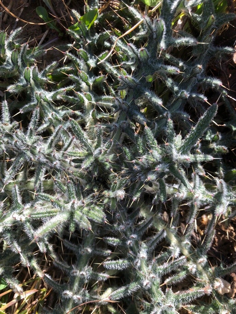 Cirsium eriophorum photo 3