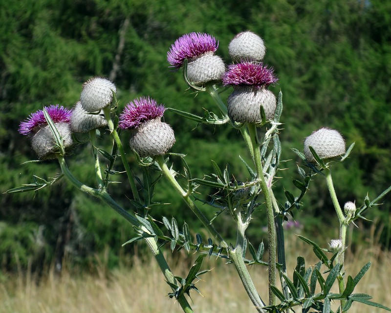Cirsium eriophorum photo 4