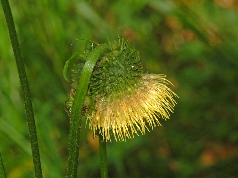 Cirsium erisithales