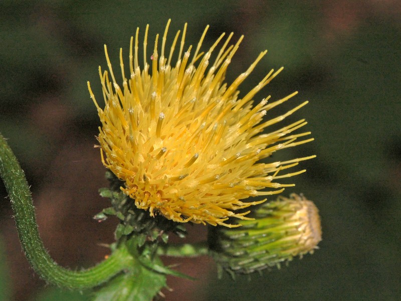 Cirsium erisithales photo 2