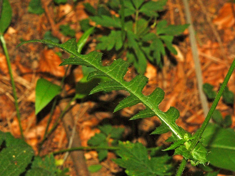 Cirsium erisithales photo 3