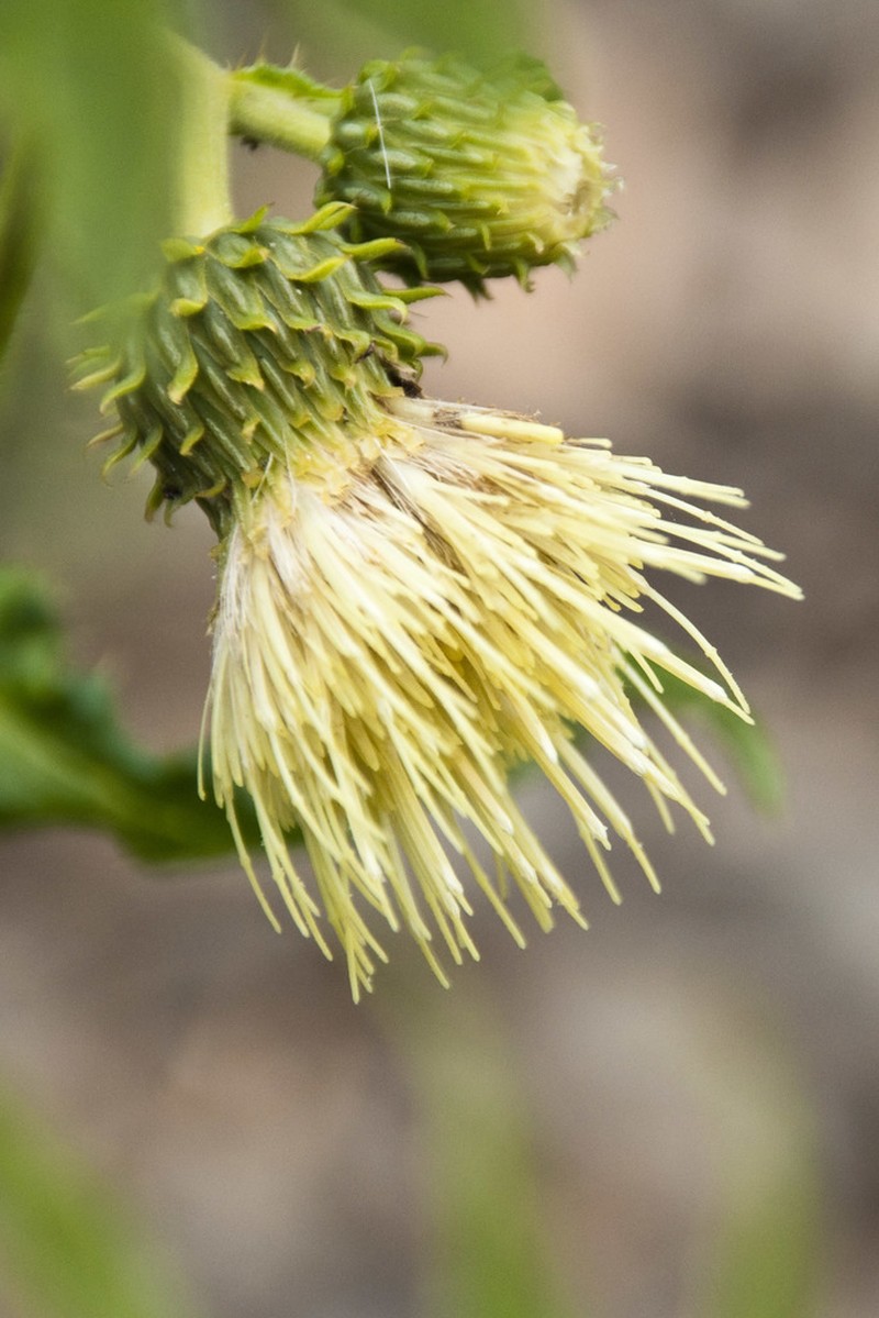Cirsium erisithales photo 4