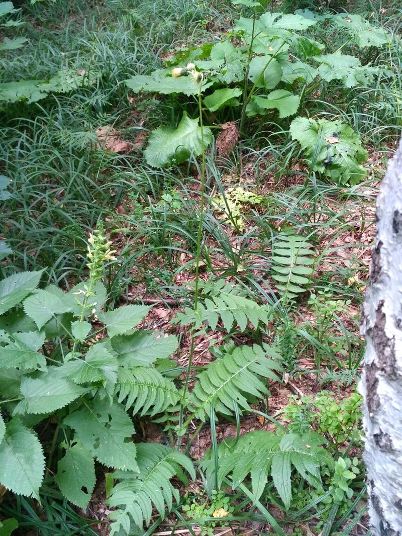Cirsium erisithales photo 5