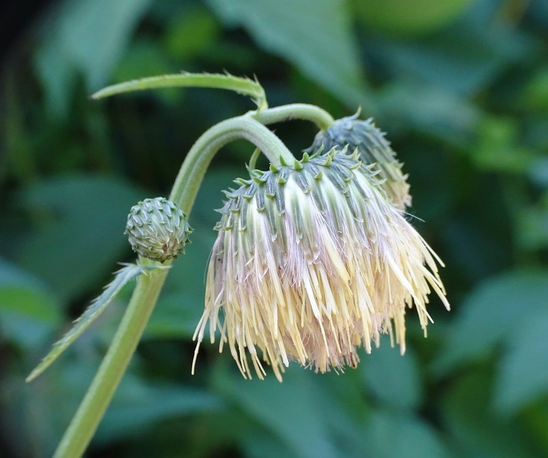 Cirsium erisithales photo 6