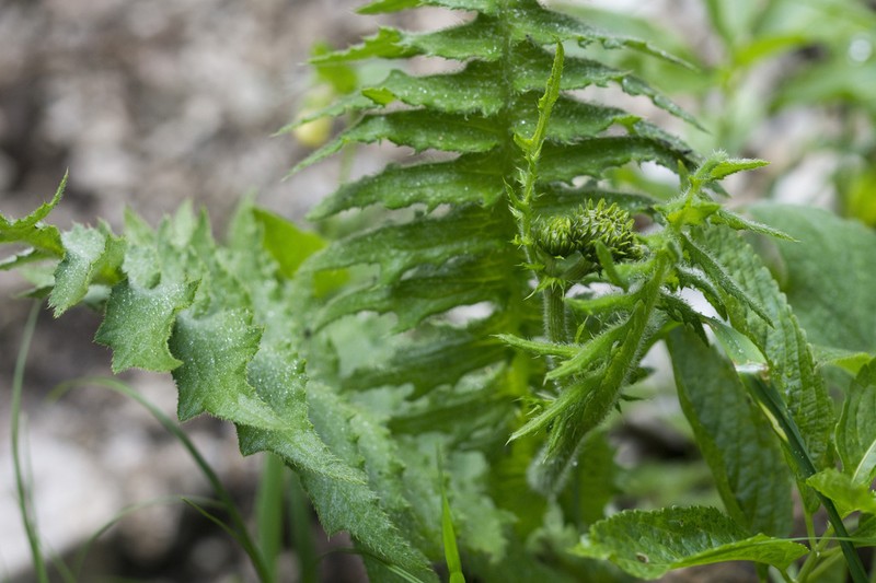 Cirsium erisithales photo 7