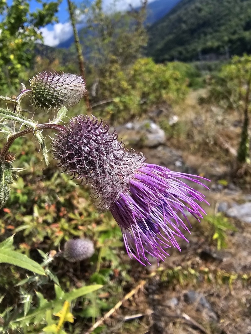 Cirsium erythrolepis