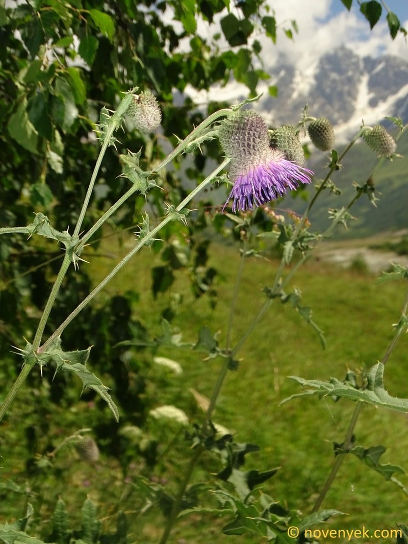 Cirsium erythrolepis photo 2