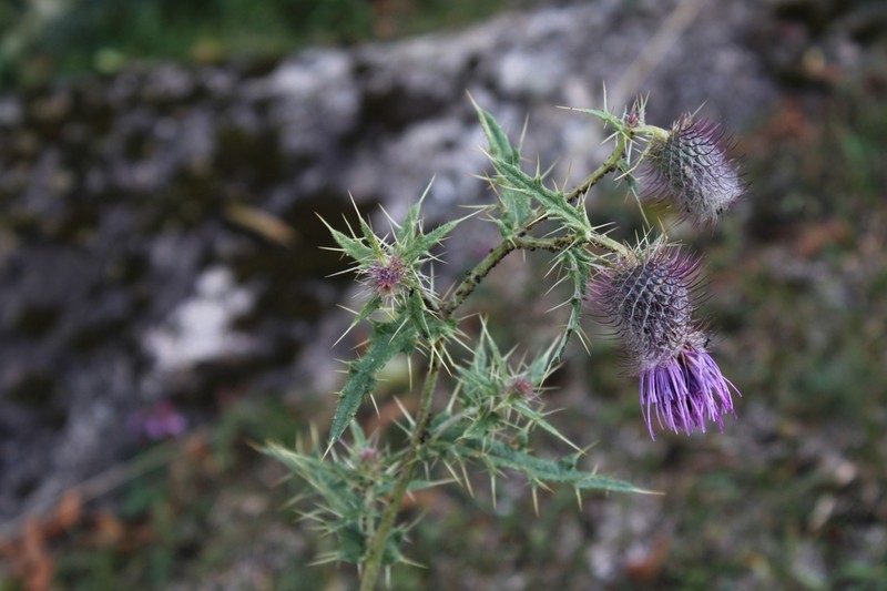 Cirsium erythrolepis photo 3