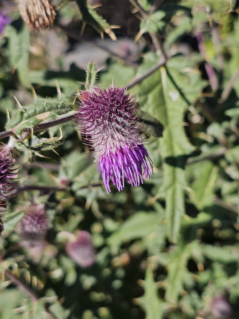 Cirsium erythrolepis photo 4